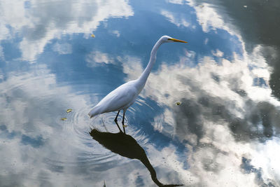 High angle view of great egret perching in lake with reflection