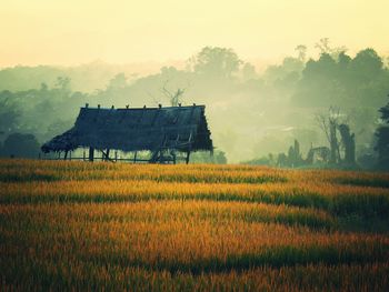 Crops growing on field