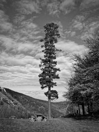 Pine trees on field against sky