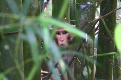 Close-up portrait of a monkey