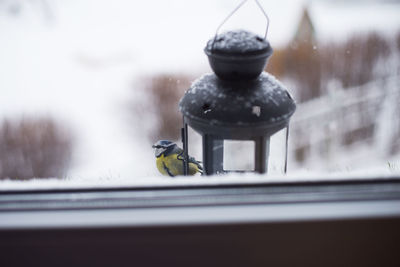 Close-up of bird perching on street light during winter