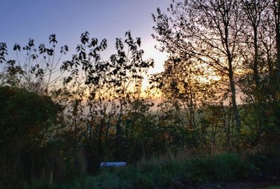 Trees on field against sky at sunset