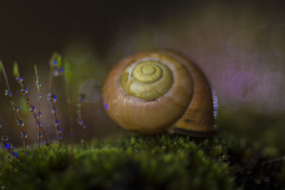 Close-up of snail on land