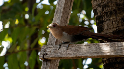 Close-up of bird perching on tree trunk