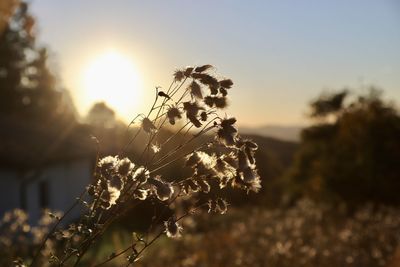 Close-up of wilted plant on field against sky during sunset