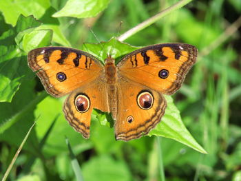 Close-up of butterfly pollinating flower
