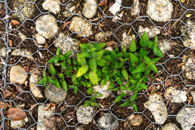 High angle view of plants growing on field