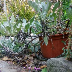 Close-up of plant against trees