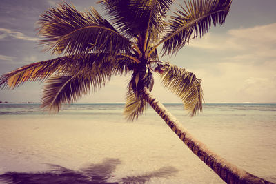 Palm tree by sea against sky