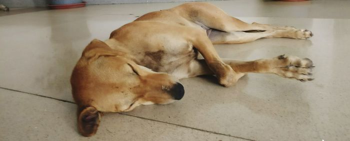 High angle view of dog sleeping on floor