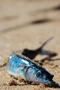 Close-up of fish on beach