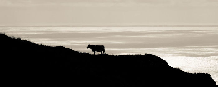 Silhouette cow on sea against sky