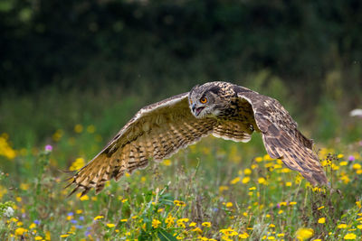 Close-up of owl flying over wildflowers