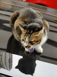 Close-up of cat looking at camera