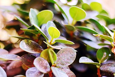 Close-up of water drops on plant