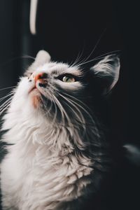 Close-up of cat looking away in darkroom