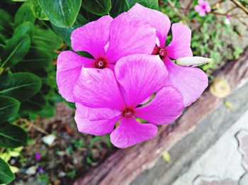 Close-up of pink flowers blooming outdoors