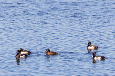 Tufted ducks swimming in the water at spring