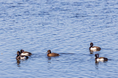 Duck swimming in lake