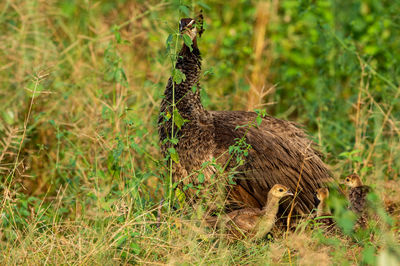 Bird standing in a field