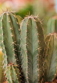 Close-up of plant