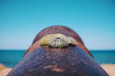 Detail shot of cannon against blue sea and clear sky