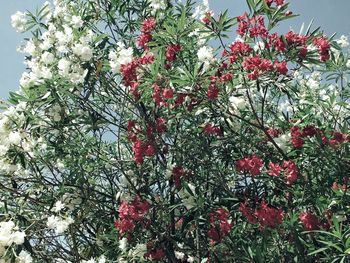 Low angle view of red flowering tree