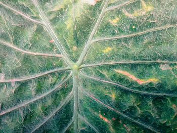 Full frame shot of leaf