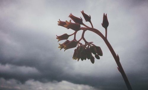 Low angle view of plants against cloudy sky