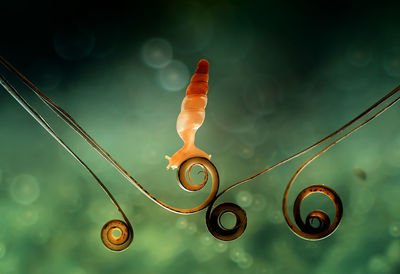 Close-up of snail on tendril