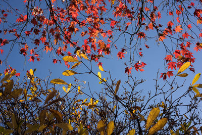 Low angle view of maple tree against sky