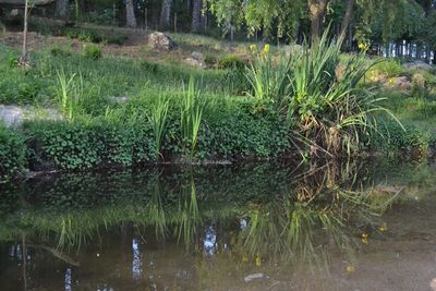 Scenic view of lake in forest