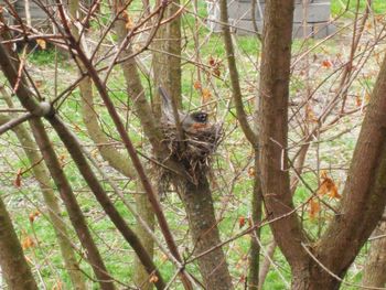 Plants growing on tree trunk