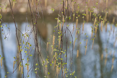 Close-up of plants growing on field