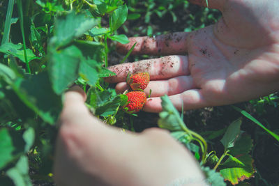 Cropped hands of woman holding strawberries growing outdoors