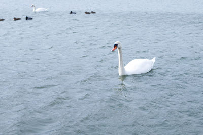 Swans swimming in lake