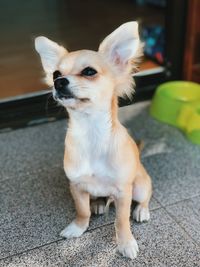 Close-up of a dog looking away