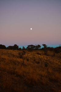Scenic view of field against sky at night