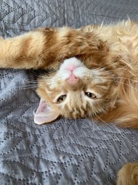 Close-up portrait of a cat