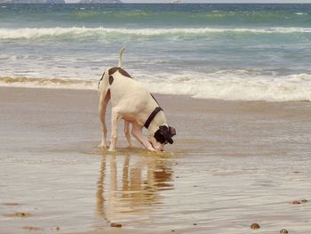 Dog running on beach