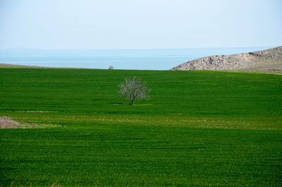 Scenic view of grassy field against sky