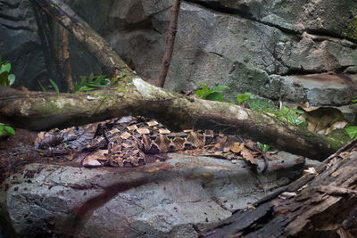 View of lizard on wooden wall