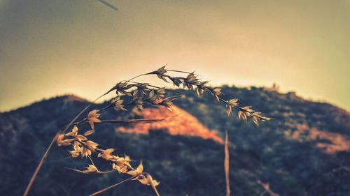 Close-up of insect on plant against sky during sunset
