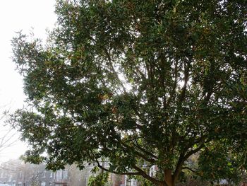 Low angle view of trees against sky