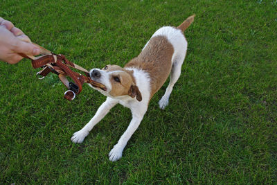 Close-up of a hand feeding dog