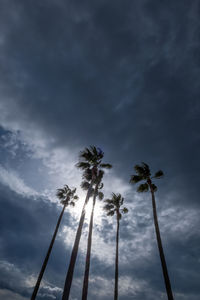 Low angle view of coconut palm trees against sky