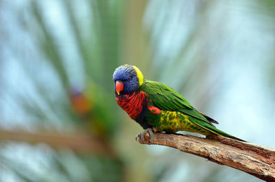 Full length of rainbow lorikeet perching on wood