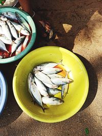 High angle view of fish in bowl