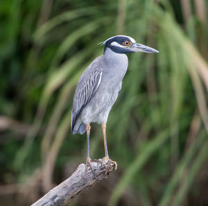 High angle view of gray heron perching on leaf