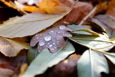 Close-up of wet plant leaves